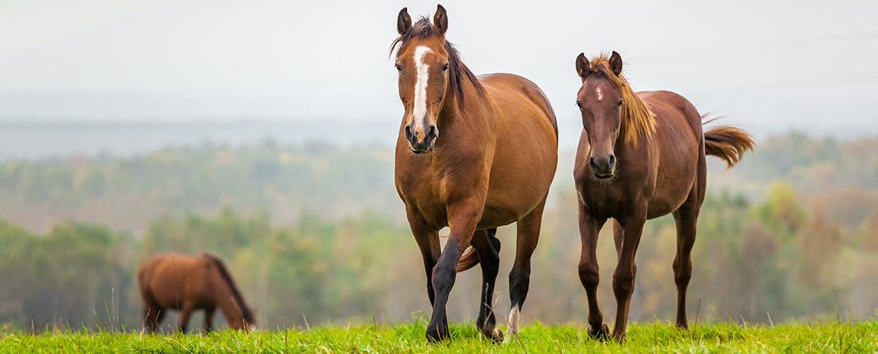 Dark Horse Realty | Vermont Homes For Sale- Land Listings